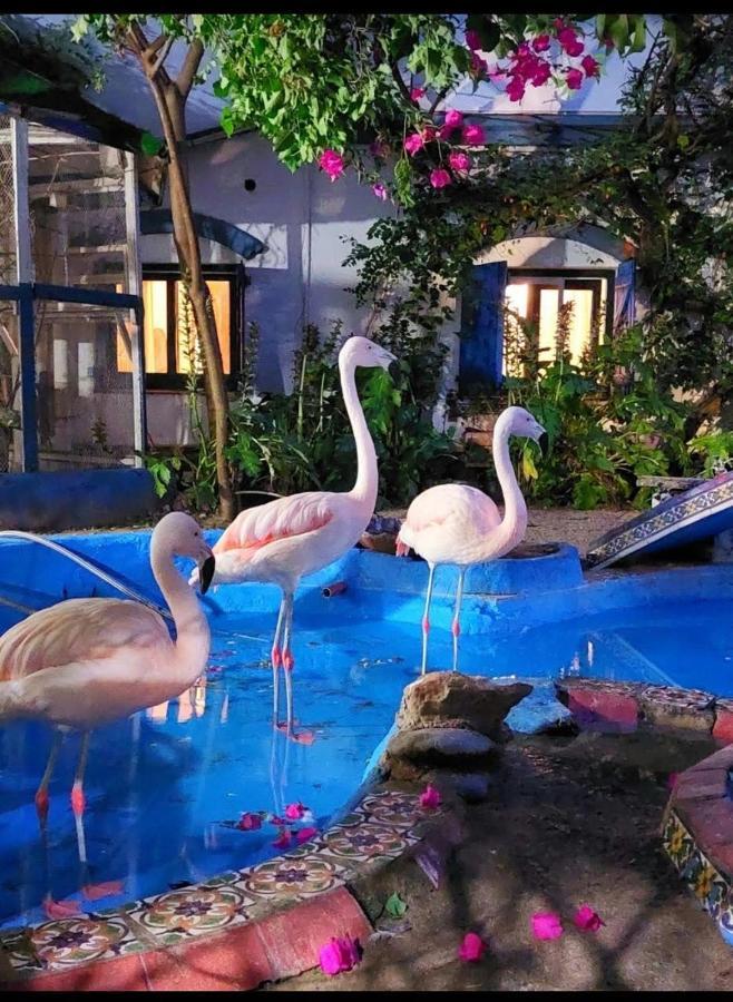 La Posada Del Sol فيلا جيزيل المظهر الخارجي الصورة